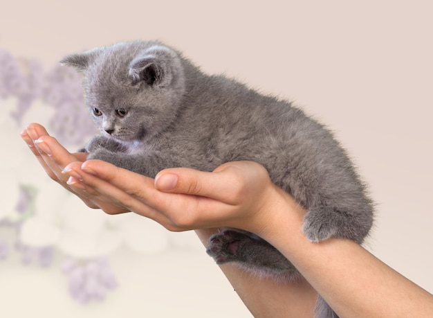 kitten sleeping in hands isolated