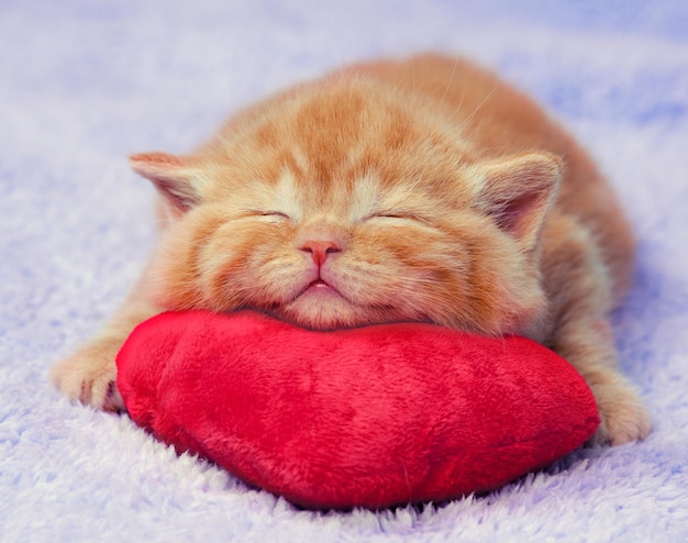 Kitten sleeping on the heart-shaped pillow