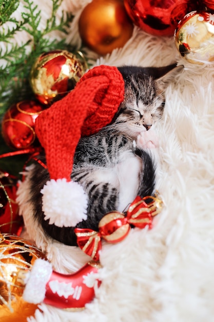 Kitten sleeps in Christmas bright red decorations. 