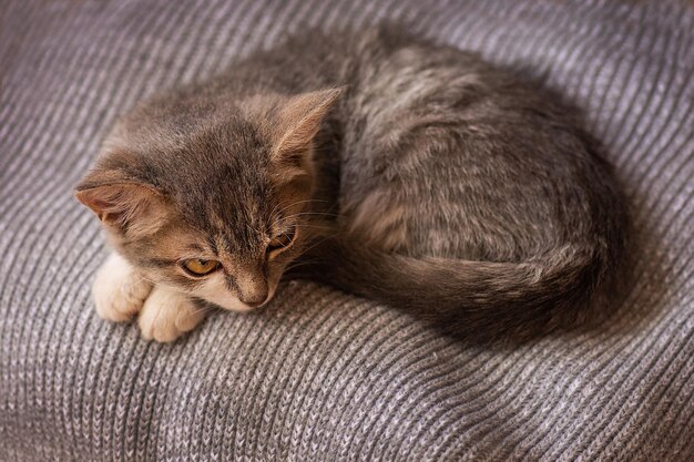 새끼 고양이는 집에서 부드럽고 아늑한 침대에서 잔다. 아늑한 낮잠 시간과 수면 완벽한 휴식과 휴식 개념