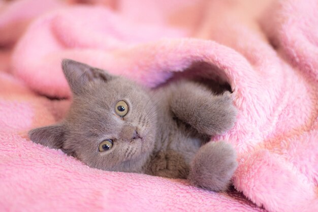 Котенок спит на розовом одеяле.