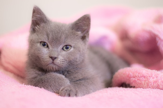 A kitten sleeps on a pink blanket.