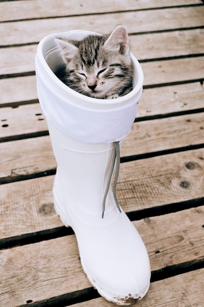 Kitten sleeps in a rubber boot.