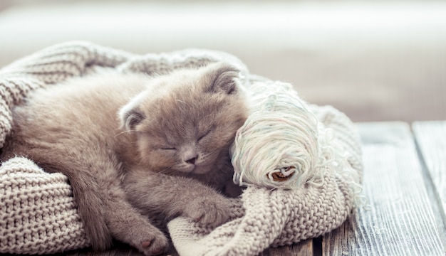 Kitten sleeps on a sweater