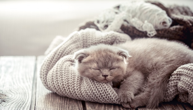 子猫はセーターで寝る
