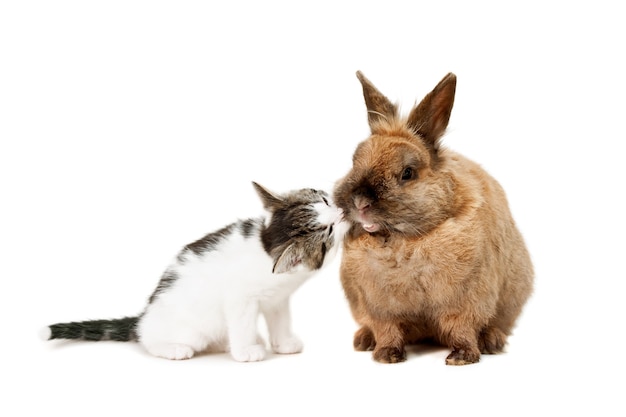 Kitten smelling a brown rabbit. Isolated on white.