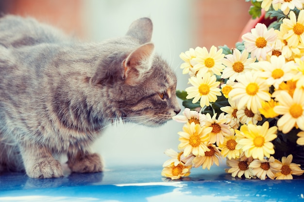 庭で花を嗅ぐ子猫