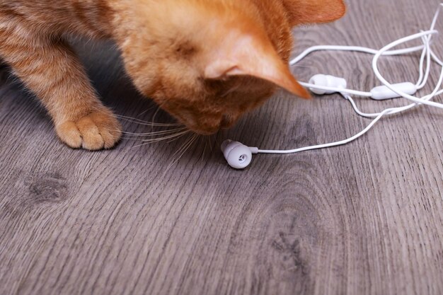 Kitten spelen met witte koptelefoon draad close-up