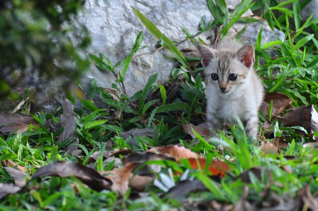 Kitten standing amidst plants on field