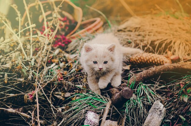 여름 정원의 새끼 고양이 정원의 풀밭에 있는 고양이 아름다운 빛에 푸른 풀밭을 걷고 있는 새끼 고양이