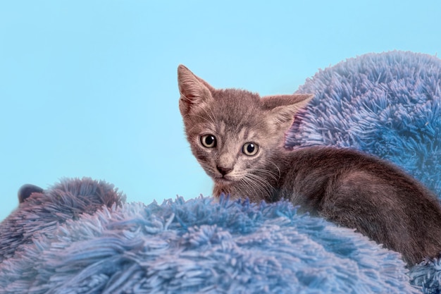 Kitten on teddy looking at camera