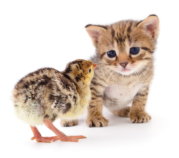 Kitten and turkey