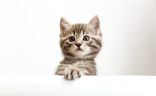 Kitten verrast hoofdportret met poten die over een leeg wit bordje gluren. tabby babykat op plakkaatsjabloon. huisdier kitten nieuwsgierig gluren achter witte banner achtergrond met kopie ruimte.