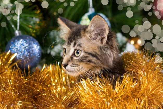 Kitten verstopt zich in geel kerstklatergoud bij de kerstboom