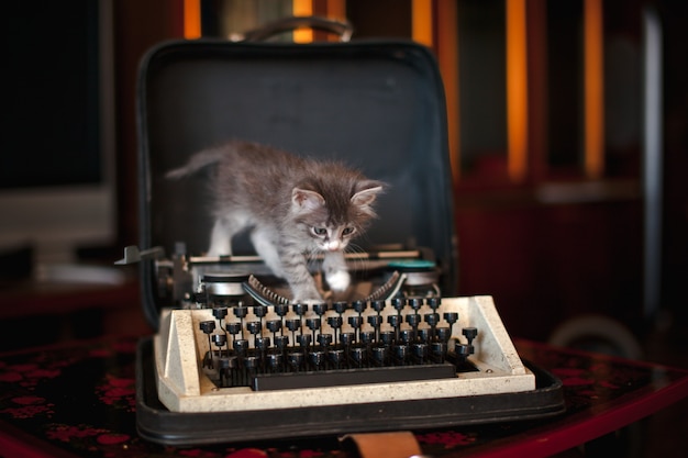 A kitten walking on an old typewriter