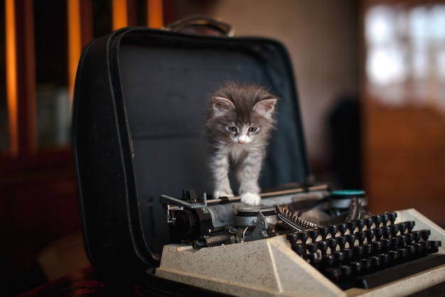 A kitten walking on an old typewriter