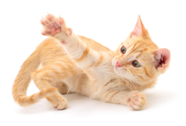 Kitten on white background