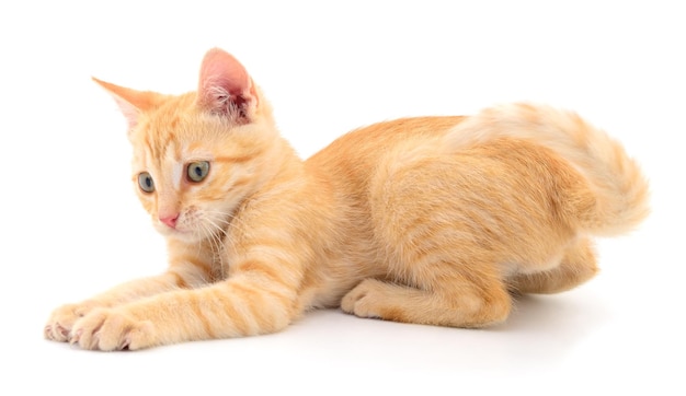 Kitten on white background