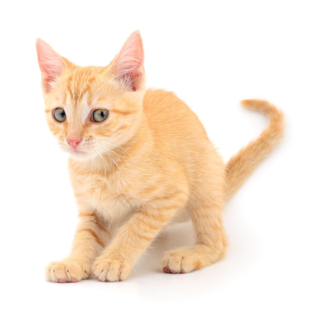 Kitten on white background