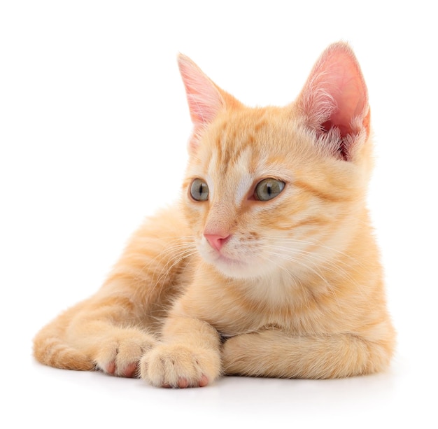 Kitten on white background