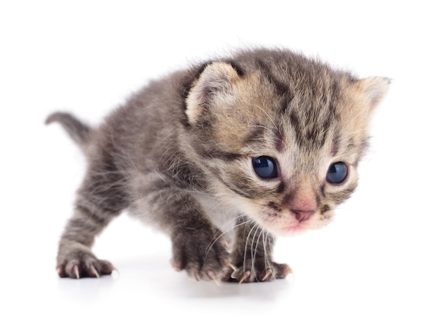 Kitten on white background