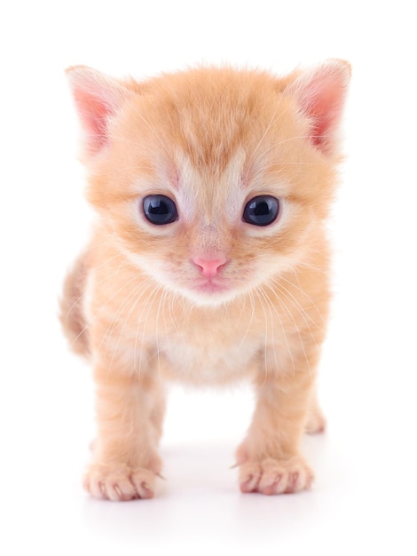 Kitten on white background