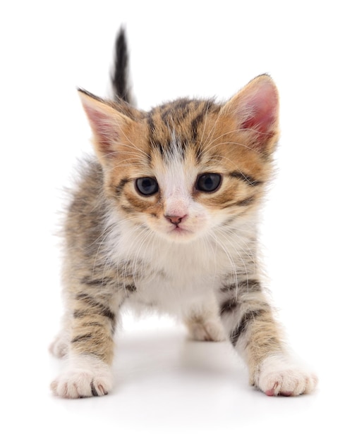 Kitten on white background