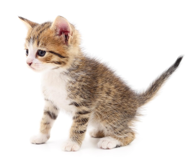 Kitten on white background