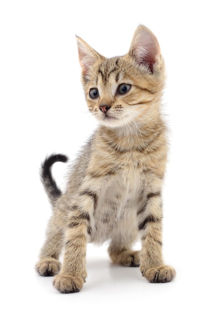 Kitten on white background