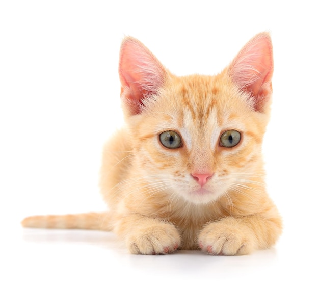 Kitten on white background