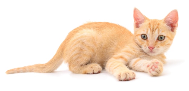 Kitten on white background