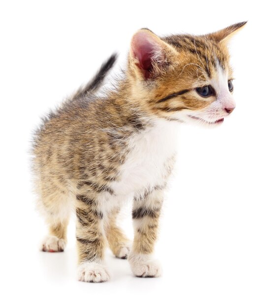 Kitten on white background