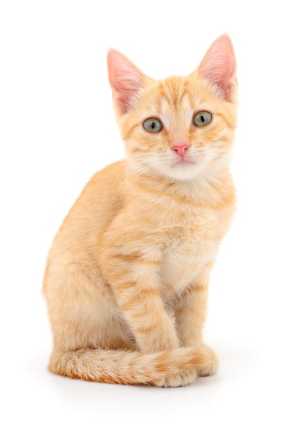 Kitten on white background