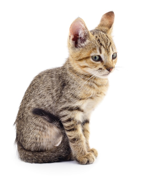 Kitten on white background