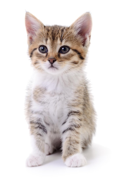 Kitten on white background