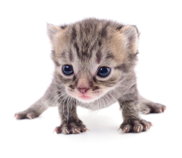 Kitten on white background