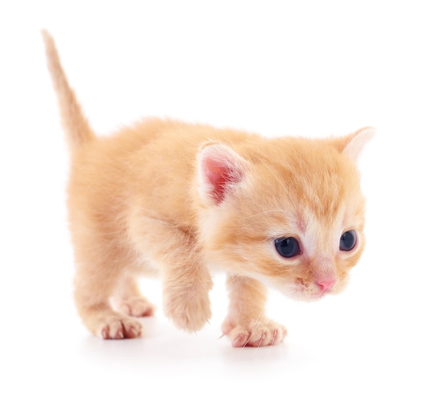 Kitten on white background