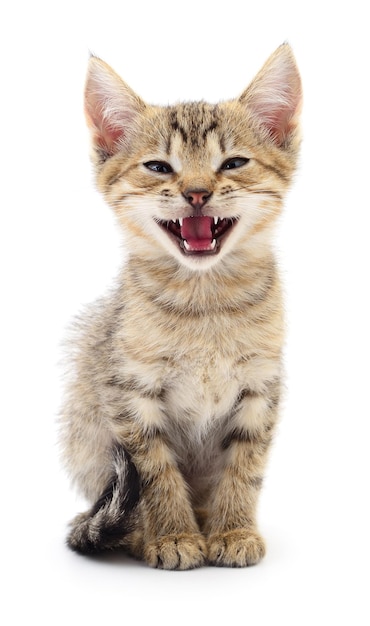 Kitten on white background