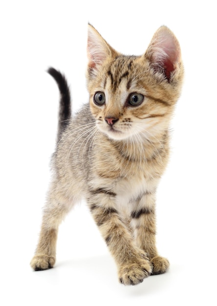 Kitten on white background