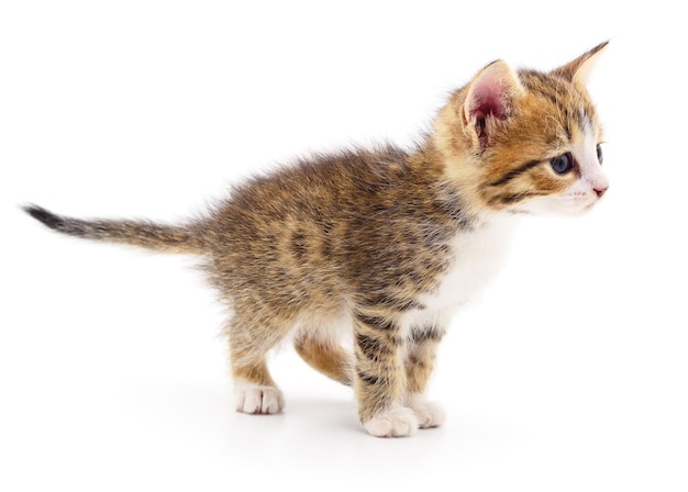 Kitten on white background