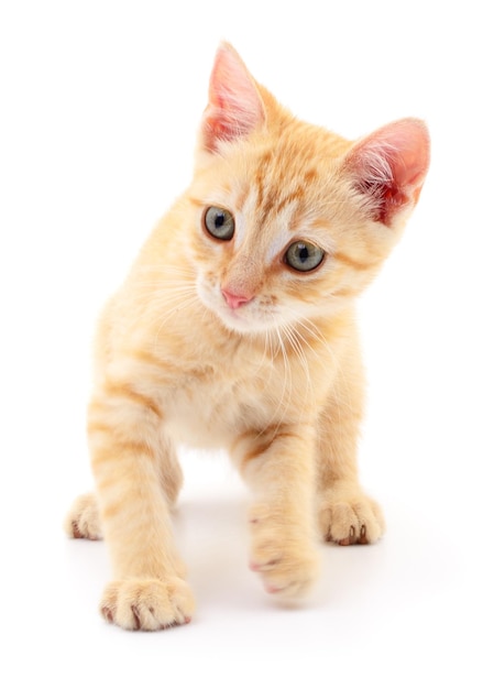 Kitten on white background