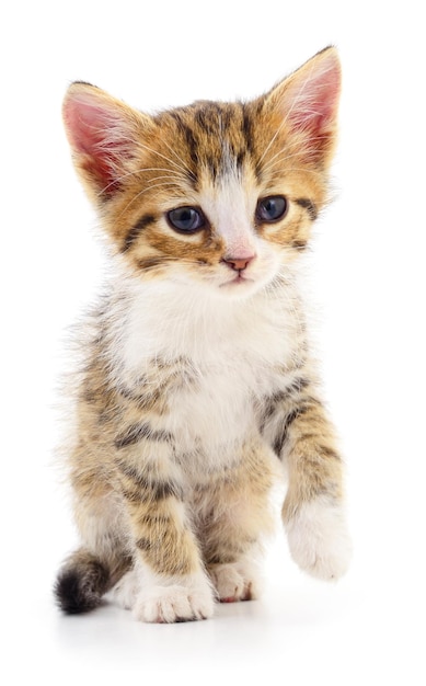 Kitten on white background