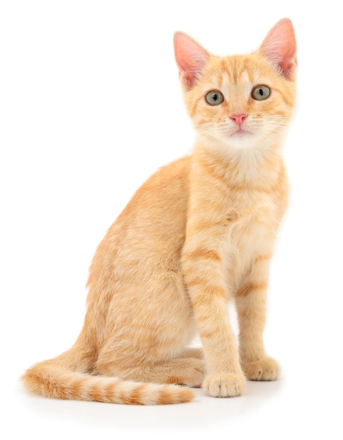 Kitten on white background