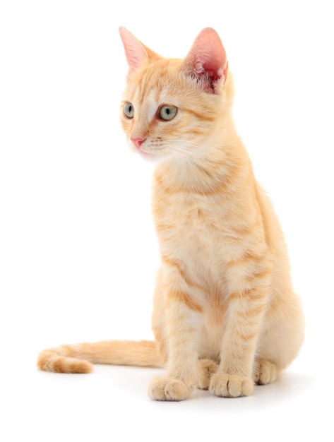 Kitten on white background