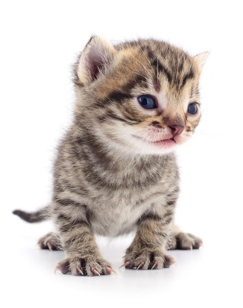 Kitten on white background