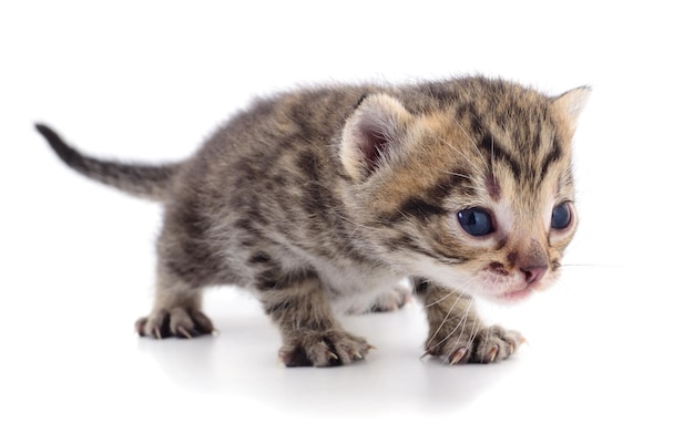 Kitten on white background