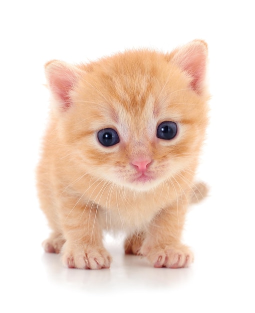 Kitten on white background