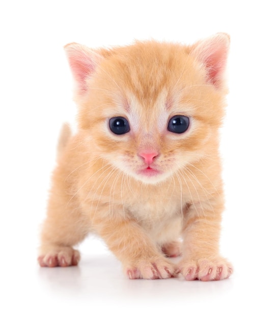 Котёнок на белом фоне