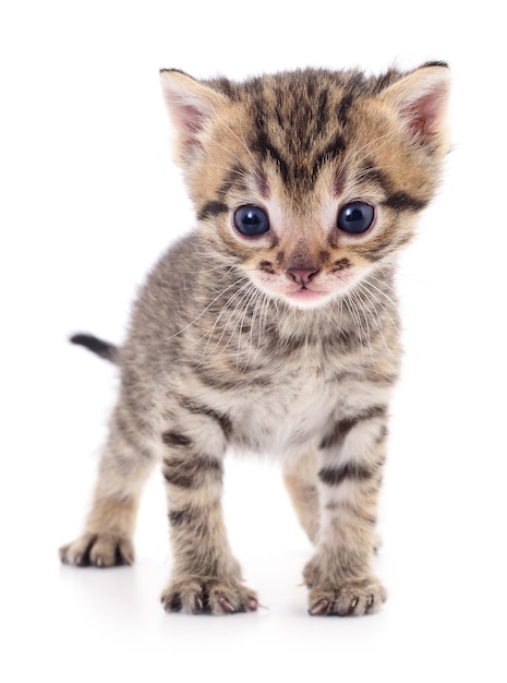 Kitten on white background