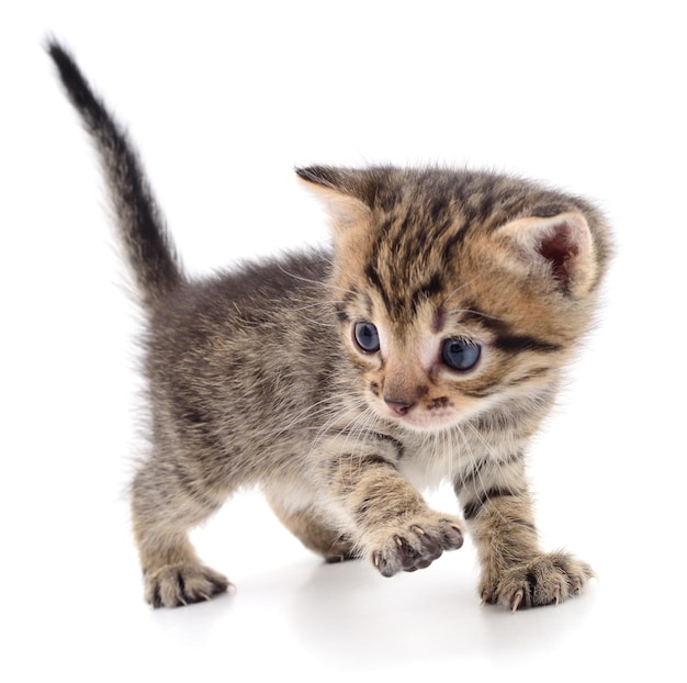 Kitten on white background